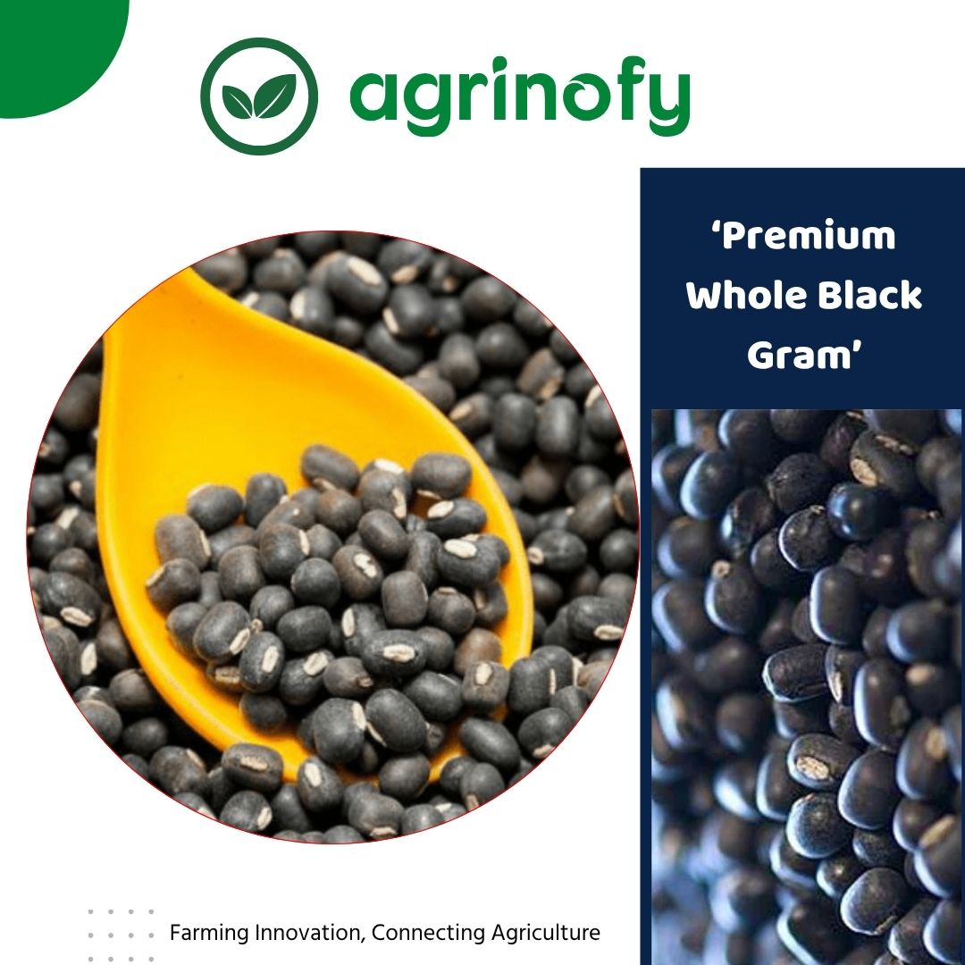 Premium Whole Black Gram (Vigna mungo)