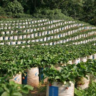 Smart farming Bangladesh