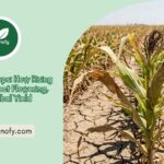 Heat Stress in Crops: How Rising Temperatures Affect Flowering, Fruit Set, and Global Yield
