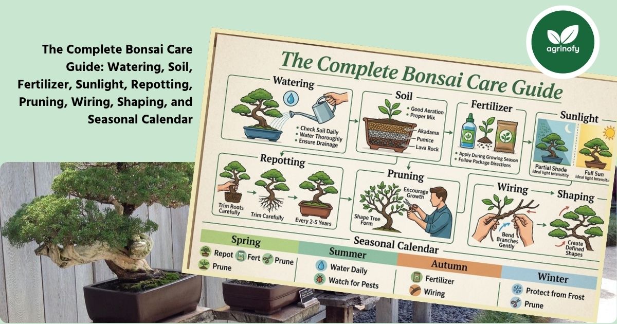 Complete Bonsai Care Guide